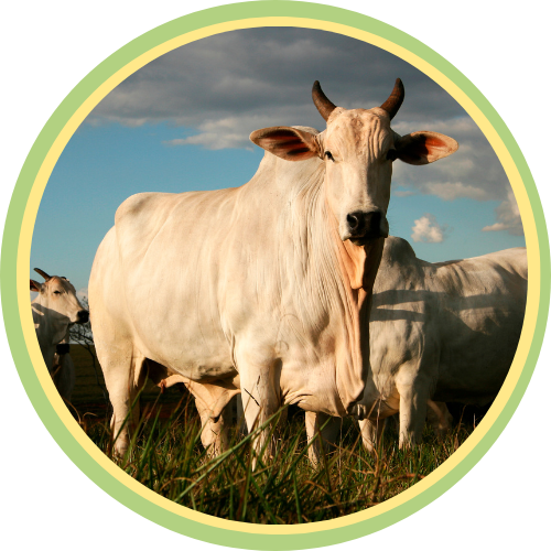 Caja Solidaria San Miguel Huimilpan